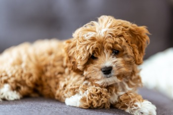 Cavapoo Puppy For Sale - Lone Star Pups Cavapoo Puppy For Sale - Lone Star Pups